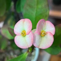 ハナキリン,トゲなしハナキリン,室内,花のある暮らしの画像