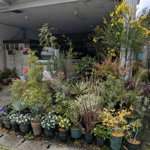 メラレウカ　レッドジェム,メラレウカ　レッドジェム,メラレウカ レボリューションゴールド,グレビレア  ブロンズランバー,グレビレア  ブロンズランバーの画像