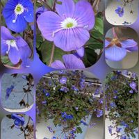 ハナニラ,ニオイスミレ,ブルーデージー,ビオラ,ビオラの画像