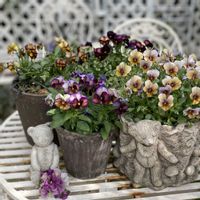 ヌーヴェル・ヴァーグ,ヌーヴェルヴァーグすみれの革命,ヌーヴェル　ヴァーグ　すみれの革命,寄せ植え,寄せ鉢の画像