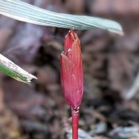 シャクヤク,ユキヤナギ,芍薬,富貴草,ピンク雪柳の画像