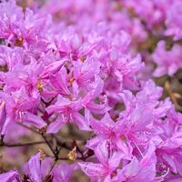 トサノミツバツツジ,トサノミツバツツジ,土佐の三葉躑躅,雨上がり,雨樋プランターの画像