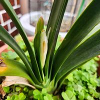 アロエ,イチゴ,クンシラン,チューリップ,今日の一枚の画像