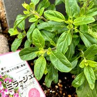 ヤブラン,斑入りヤブラン,たねダンゴ,サルビアミラージュローズバイカラー,サルビアミラージュローズバイカラーの画像