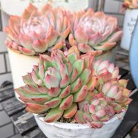 乙女心,だるま秀麗,ピンクプリティ,ボール,リンダリンダの画像