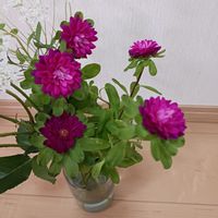 アスターの画像