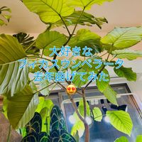 ウンベラータ,フィカス　ウンベラータ,フィロデンドロン,森林浴,熱帯植物の画像