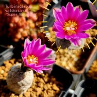 サボテン,レウィシア,サボテン マミラリア,銀手毬,マミラリア ラウイ ノビロの画像