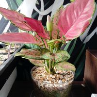 アグラオネマ,育成ライト,観葉植物,初心者,自然光の画像