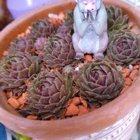 多肉植物いろいろ,センペルビウム,多肉植物,お庭の植物,センペルビウム属の画像