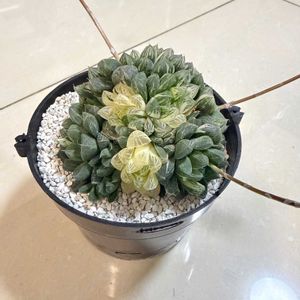 オブツーサ錦,オブツーサ錦　斑入り,オブツーサ錦　斑入り,オブツーサ錦　斑入り,窓辺の画像