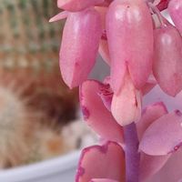 胡蝶の舞,墨こけし,金星,つぼみ,オプンチアの画像