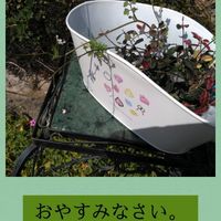 ハツユキカズラ,ハツユキカズラ,庭先,スマホ撮影,今日も笑顔で♡の画像