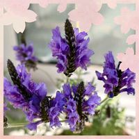 レースラベンダー,ベランダガーデニング,青い花マニア,チーム・ブルー,チーム・ブルーNo.149の画像