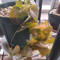 亀甲竜,亀甲竜,ユーフォルビア 鉄甲丸,ユーフォルビアの画像