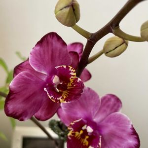 ミニ胡蝶蘭,ミニ胡蝶蘭カララの画像
