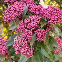 スキミアの画像