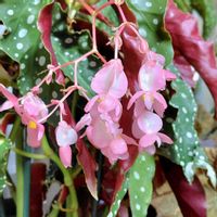 ベゴニア,万両,木立ベゴニア北斗七星,万両　ピンク実,多肉植物の画像