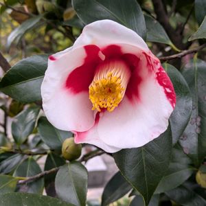 ツバキ,いつもありがとう♡,花のある暮らし,屋上庭園,２０２０年５月同期の画像