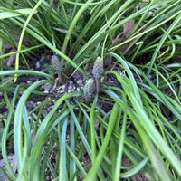 ニゲラ,ビワ,ムスカリ,アスパラ,こぼれ種の画像