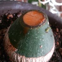 アデニア・グラウカ,植物のある暮らし,植中毒,その他部屋の画像