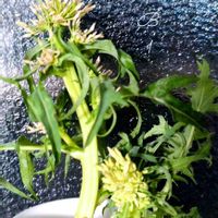 水菜,ミズナ,水菜の花,べにはるかの画像