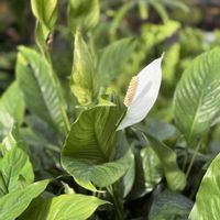 スパティフィラム,スパティフィラム,今日のお花,道東北見市にて,北見市 緑のセンターの画像