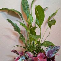 スパティフィラム,斑入りスパティフィラム,スパティフィラム・ドミノ,マウイサンセット,羅紗葉の画像