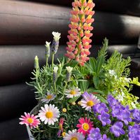 ベルフラワー,ラベンダー,ルピナス,マーガレットストロベリーホイップ,寄せ植えの画像