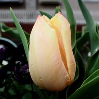 チューリップ,ヒヤシンス,ボロニア,ハナニラ(イフェイオン),ボロニア・ピナータの画像