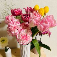 カーネーション,スターチス,チューリップ,ミモザの画像
