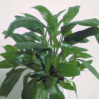 スパティフィラム,DAISO,キッチンの画像