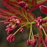 ヤマモミジの画像