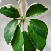 シェフレラ,カポック,斑入り,観葉植物,挿し木の画像