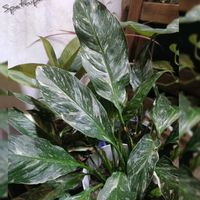 スパティフィラム,観葉植物,ハンドメイド,花のある暮らし,植中毒の画像