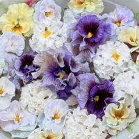 スパティフィラム,パンジー,いつもありがとう♡,今日の一枚,ランチの画像