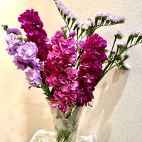 キンギョソウ,スターチス,ストック,可憐な花,ピンクワールドへ ようこその画像