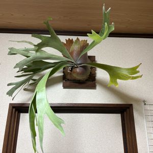 ビカクシダ ネザーランド,植中毒, コウモリラン , ビカクシダ,太陽が恋しいの画像