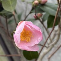 カリン,ツバキ,自宅の庭,oriの自由なピンクの日,２０２０年５月同期の画像