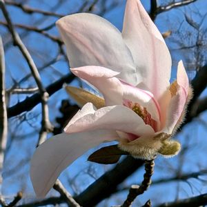 コブシ,シジミバナ,ツバキ,モクレン,キバナアマ(黄花亜麻)の画像