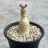 ユーフォルビア,塊根植物,コーデックス,珍奇植物,ビザールプランツの画像