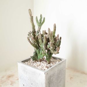 サボテン,カクタス,モンビレア【残雪の峰】,多肉植物,観葉植物の画像