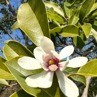 オガタマノキ,可憐な花,金曜キラキラ,白い恋人達,明日はきっと良い日になるの画像