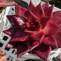 ロメオルビン,多肉植物,葉挿し,多肉寄せ植え,実生苗の画像