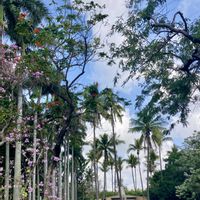 ヤシの木,ヤシ科ビンロウ(檳榔樹),オーキッドツリー,オーキッドツリー,綺麗✨の画像