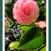 チューリップ,ハナモモ,モモ,胡蝶の舞,乙女椿の画像