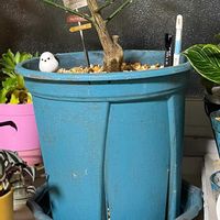 キンカン,金柑,フィロデンドロン・バーキン,キンカン　ぷちまる,スリット鉢リメイクの画像