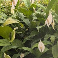 スパティフィラム,スパティフィラムの花,スパテｨフィラム,白いスパティフィラム,✨スパティフィラム☺️✨の画像