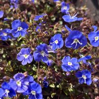 ノボタン,ローズマリー,ビオラ,アズーロ・コンパクト,ベロニカ・オックスフォードブルーの画像