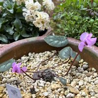 セツブンソウ,タンチョウソウ,原種シクラメン コウム,鉢植え,ガーデニングの画像